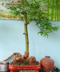 Nơi bán chậu tre bonsai dáng trực đẹp tại Hà Nội