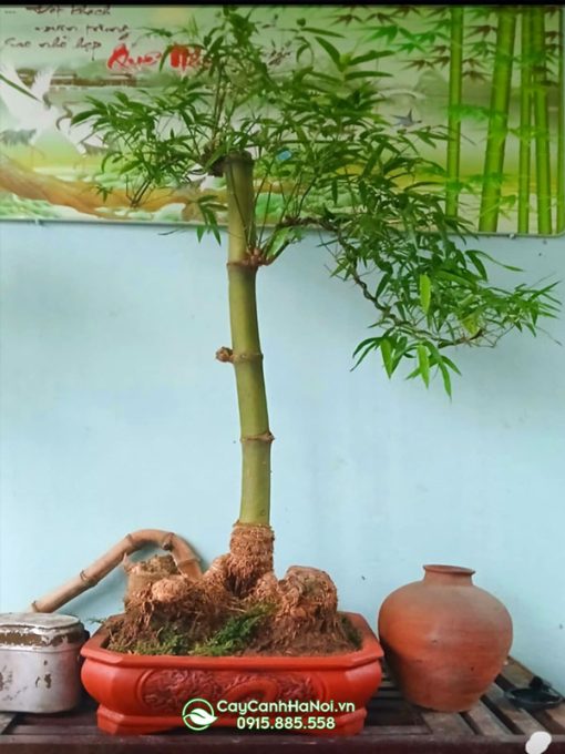 Nơi bán chậu tre bonsai dáng trực đẹp tại Hà Nội