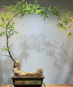 Tre bonsai dáng bán nguyệt đẹp