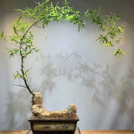 Tre bonsai dáng bán nguyệt đẹp