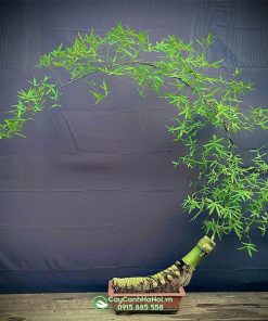 Ý nghĩa dáng tre bonsai bán nguyệt