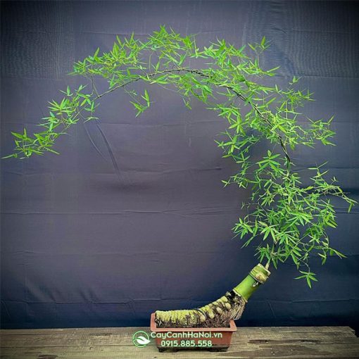 Ý nghĩa dáng tre bonsai bán nguyệt