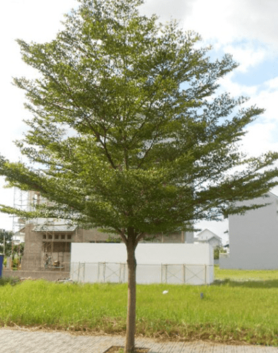cây Bàng Đài Loan