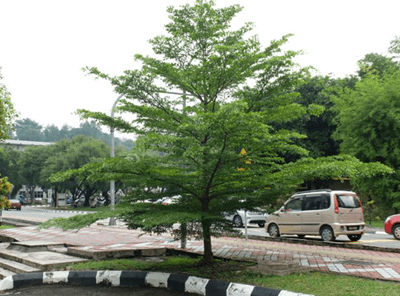 cây Bàng Đài Loan