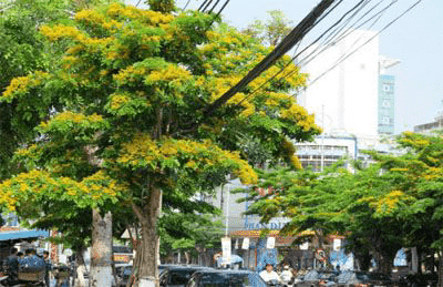 cây Giáng Hương