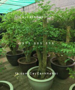 Cây heteropanax chinensis