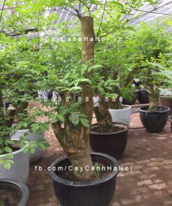Cây heteropanax chinensis