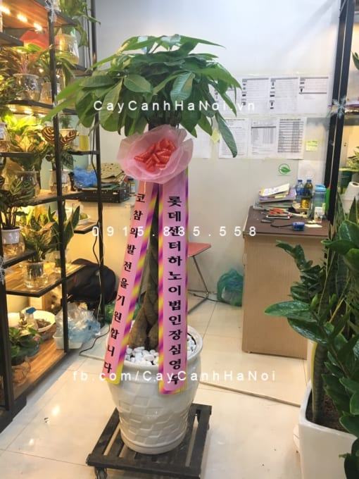 Cây Kim Ngân quà tặng Hàn Quốc