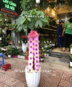 Cây Kim Ngân quà tặng Hàn Quốc