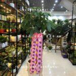 Cây Kim Ngân quà tặng Hàn Quốc