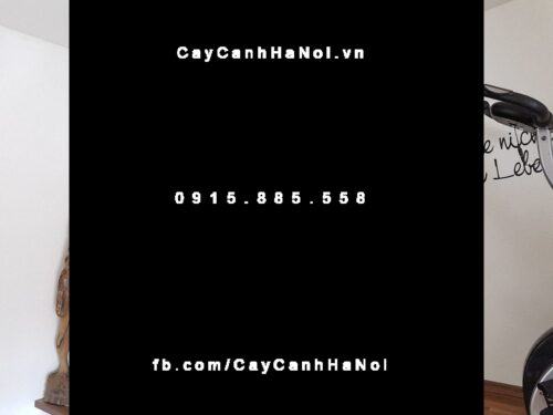 Cây trầu bà Nam Mỹ lá xẻ