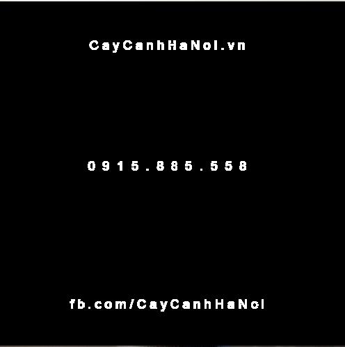 Cây trầu bà Nam Mỹ lá xẻ