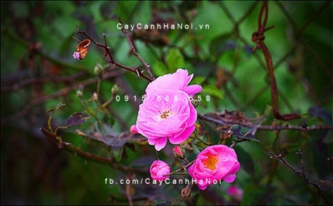 Hoa hồng rừng (hồng dại) Việt Nam