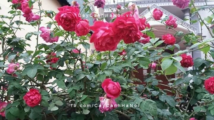 Hoa hồng Tường Vi