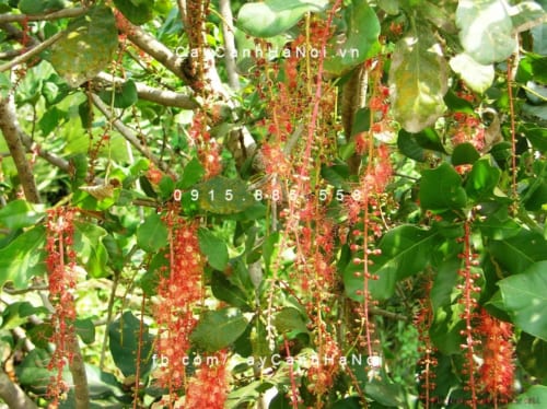 Tên khoa học cây là Barringtonia Acutangula