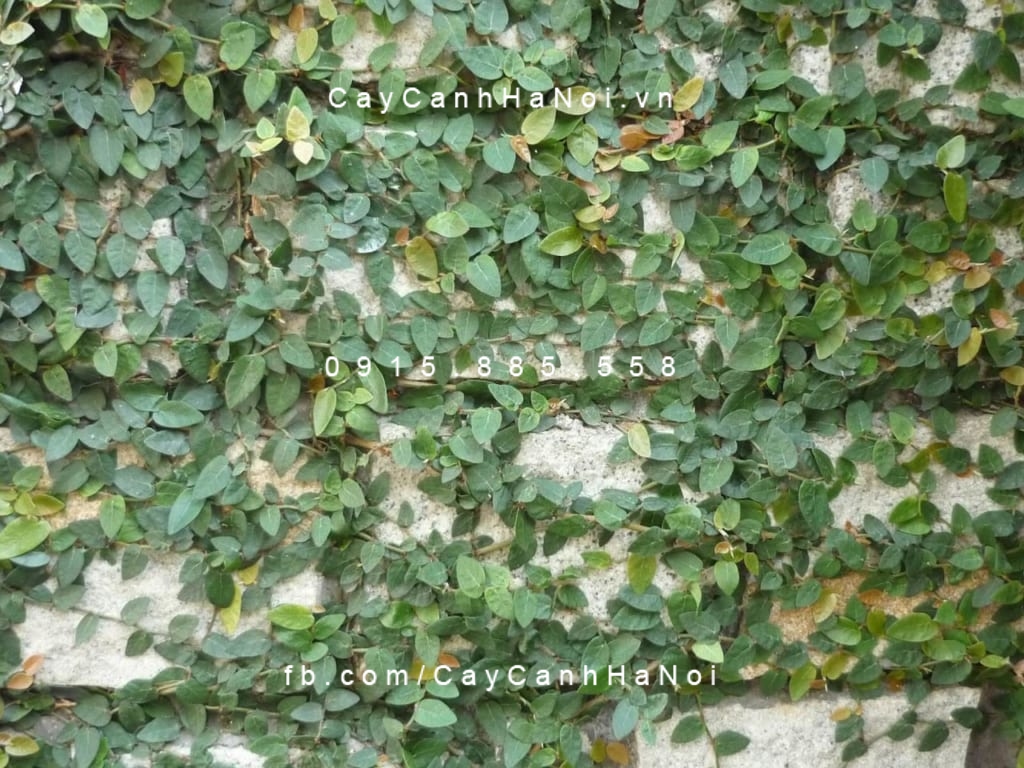 Ý nghĩa và công dụng cây thằn lằn vảy ốc một trong các loại cây cảnh chịu nắng tốt 13 Cây thăng lằn vảy ốc có nhiều tác dụng tốt