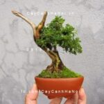 Top 3 tiểu cảnh bonsai mini để bàn được ưa chuộng hiện nay