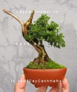 Tiểu cảnh mini bonsai để bàn