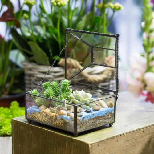 tieu-canh-mini-terrarium
