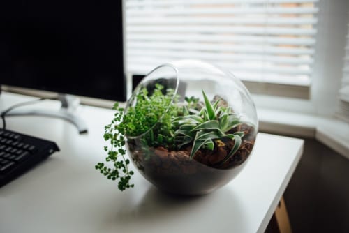 tieu-canh-mini-terrarium