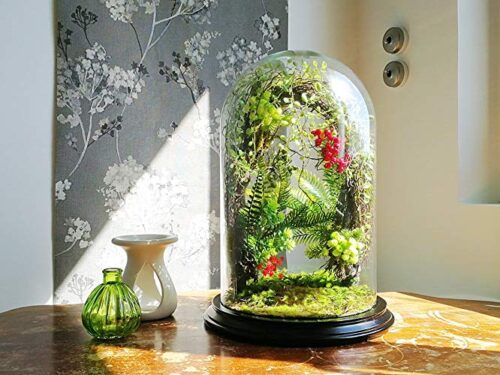 tieu-canh-mini-terrarium