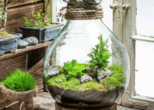 tieu-canh-mini-terrarium