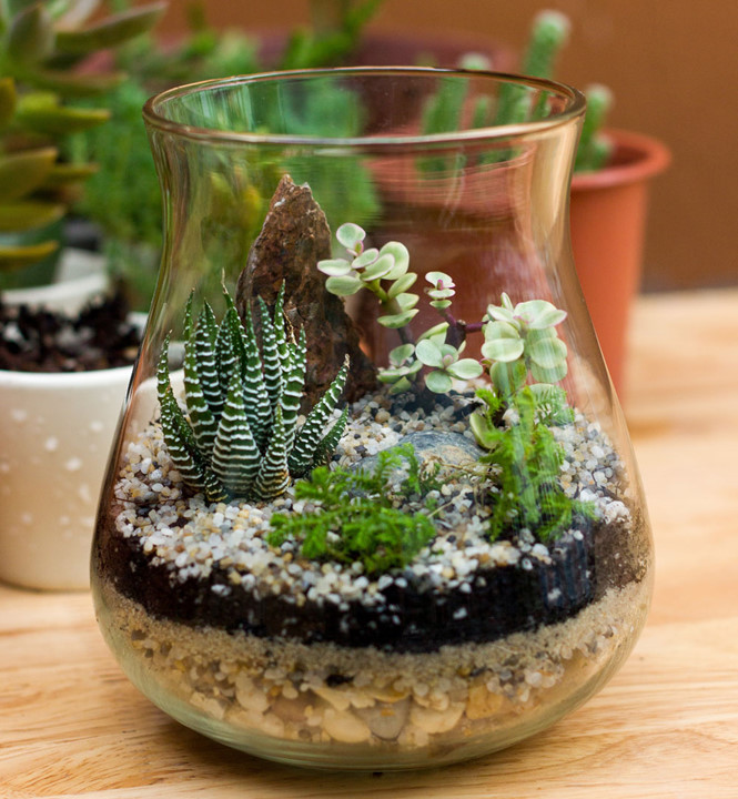 Tiểu cảnh terrarium 4 Tiểu cảnh cây xanh